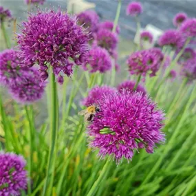 Allium Lavender Bubbles