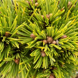 Pinus leucodermis Schmidtii