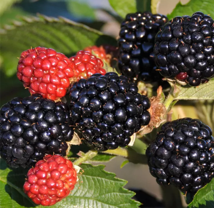 Brombeere 'Thornless Evergreen'