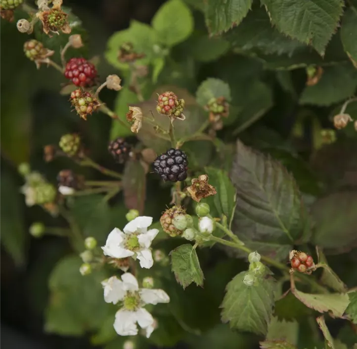 Herbstbrombeere Lowberry® 'Little Black Prince'®