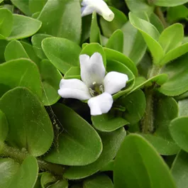 Bacopa caroliniana