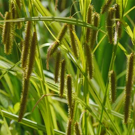 Carex pendula