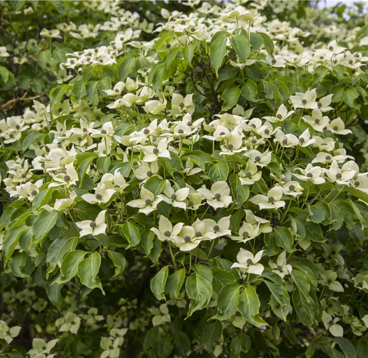 Japanischer Blumen-Hartriegel 'China Girl'