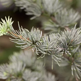 Cedrus atlantica Horstmanns Silberspitz