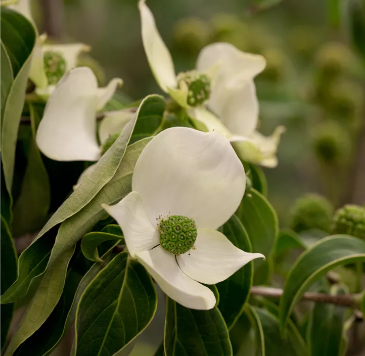 Japanischer Blumen-Hartriegel 'China Girl'