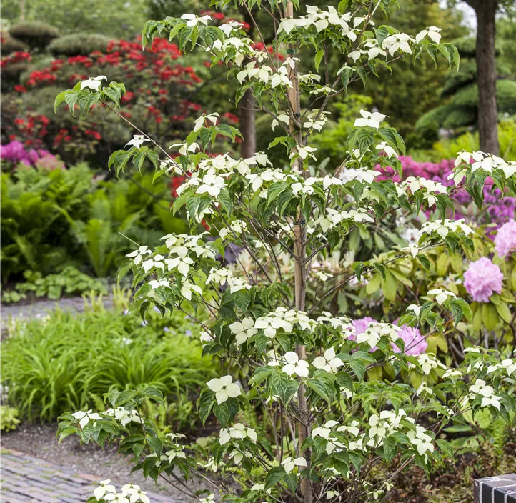 Japanischer Blumen-Hartriegel 'China Girl'