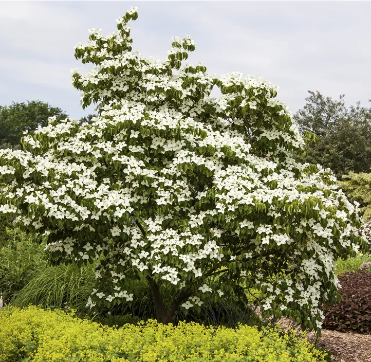 Japanischer Blumen-Hartriegel 'China Girl'