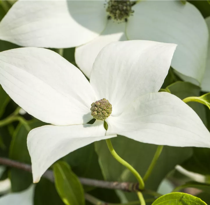 Japanischer Blumen-Hartriegel 'Milky Way'