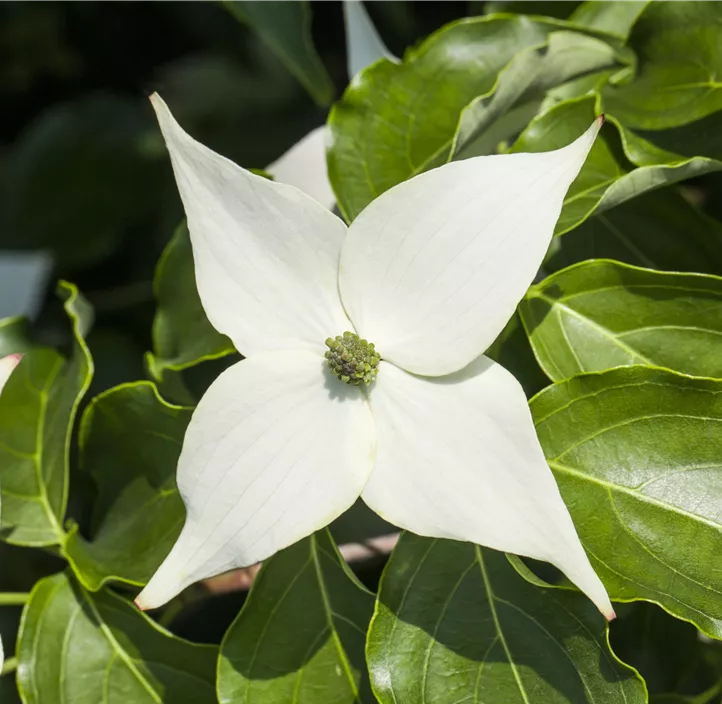 Japanischer Blumen-Hartriegel 'Milky Way'