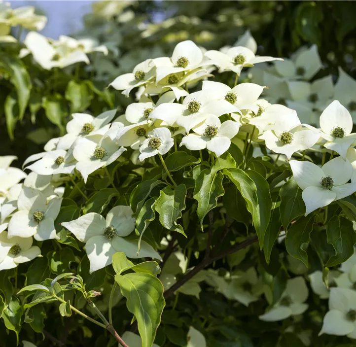 Japanischer Blumen-Hartriegel 'Milky Way'