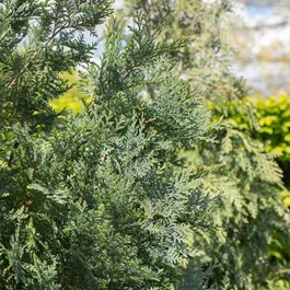 Chamaecyparis lawsoniana Pelt’s Blue