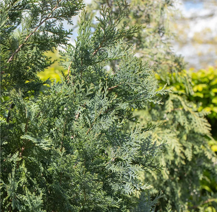 Gartenzypresse 'Van Pelt´s Blue'