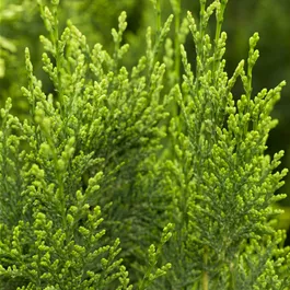 Chamaecyparis lawsoniana White Spot