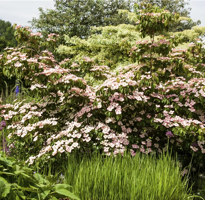 Japanischer Blumen-Hartriegel 'Satomi'®