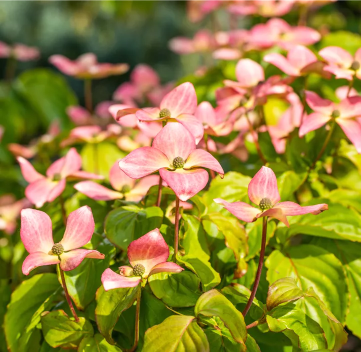 Japanischer Blumen-Hartriegel 'Satomi'®