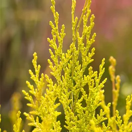 Chamaecyparis lawsoniana Yvonne