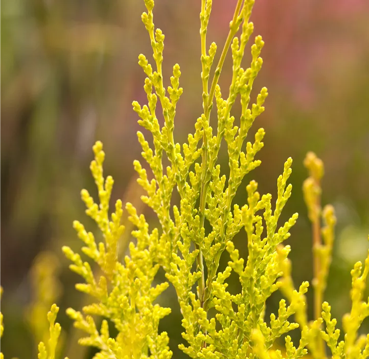 Gartenzypresse 'Ivonne'