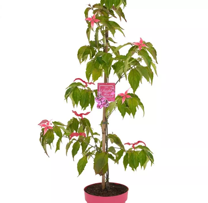 Japanischer Blumen-Hartriegel 'Scarlet Fire'®