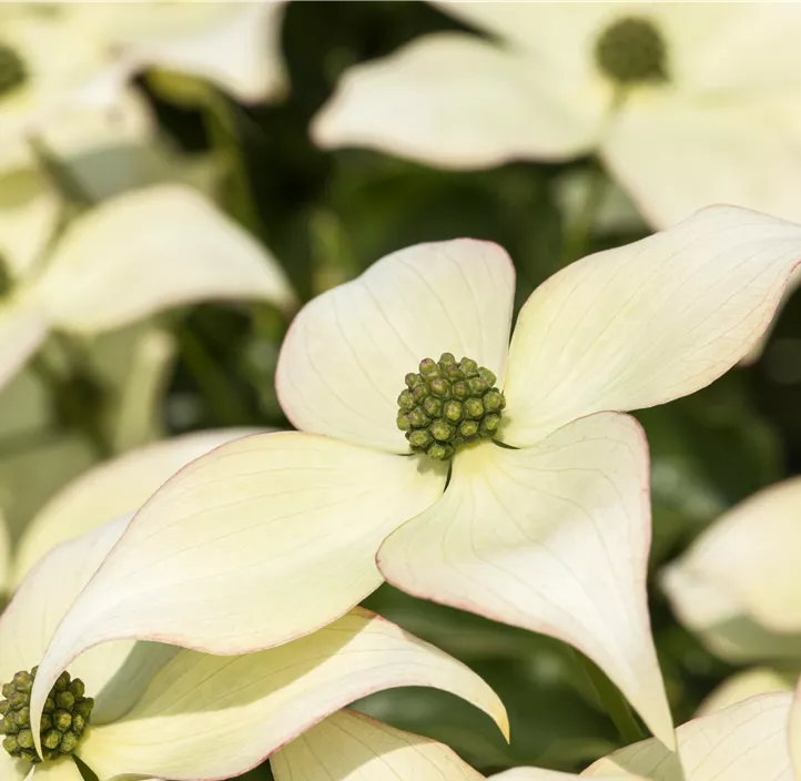 Japanischer Blumen-Hartriegel 'Schmetterling'