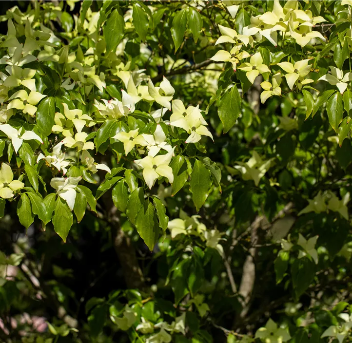 Japanischer Blumen-Hartriegel 'Schmetterling'