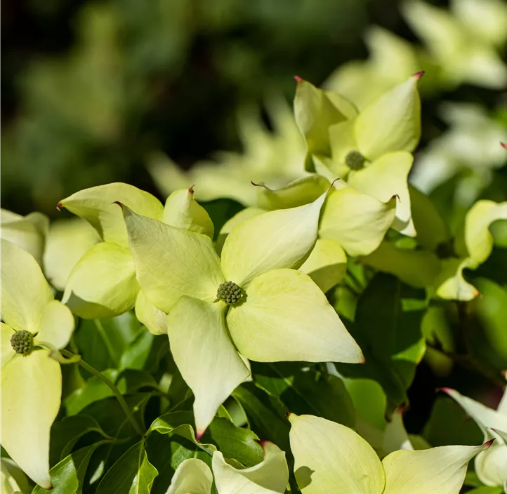 Japanischer Blumen-Hartriegel 'Schmetterling'