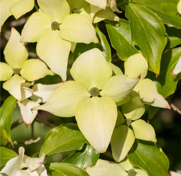 Japanischer Blumen-Hartriegel 'Schmetterling'