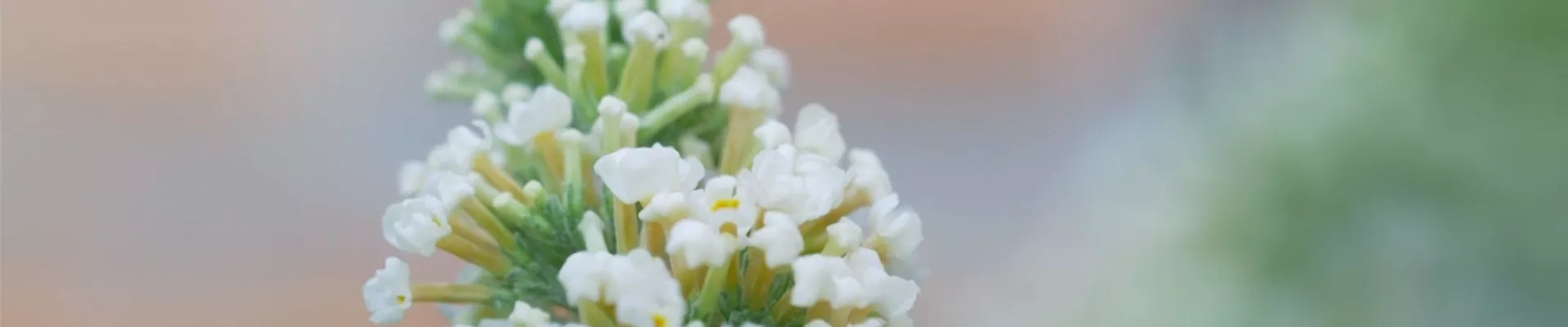 Sommerflieder - Einpflanzen im Garten - Bellaflora