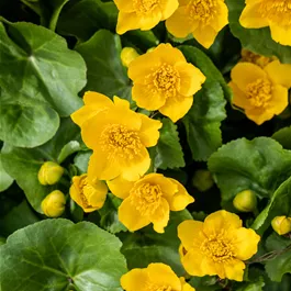 Caltha palustris