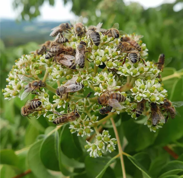 Hupeh-Bienenbaum