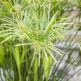 Cyperus alternifolius