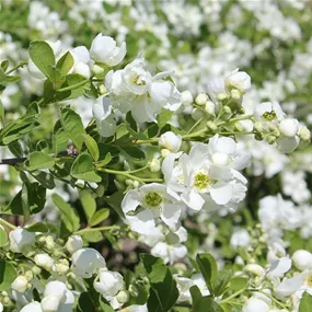 Exochorda Snow Day® Blizzard