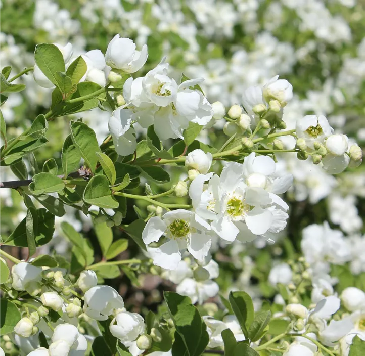 Prunkspiere 'Snow Day® Blizzard'