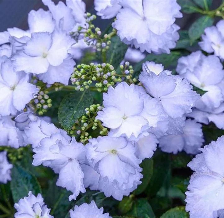 Hortensie 'Bloombuster'®