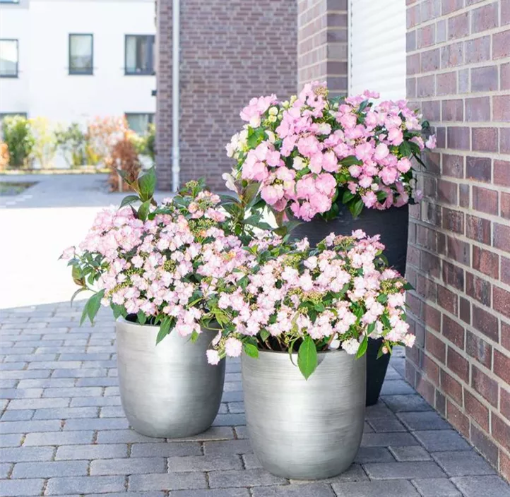 Hortensie 'Bloombuster'®