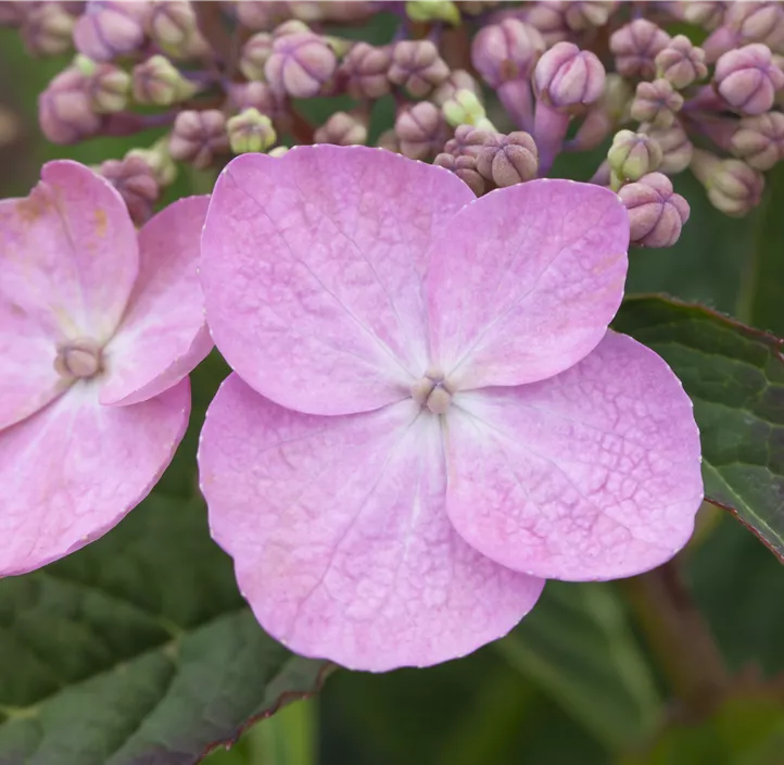 Kleinwüchsige Gartenhortensie 'Koreana'