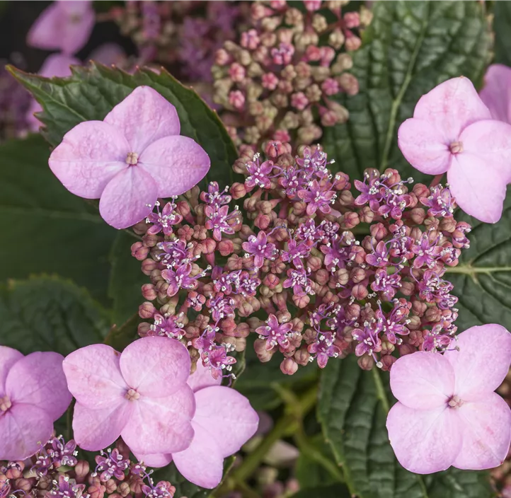 Kleinwüchsige Gartenhortensie 'Koreana'