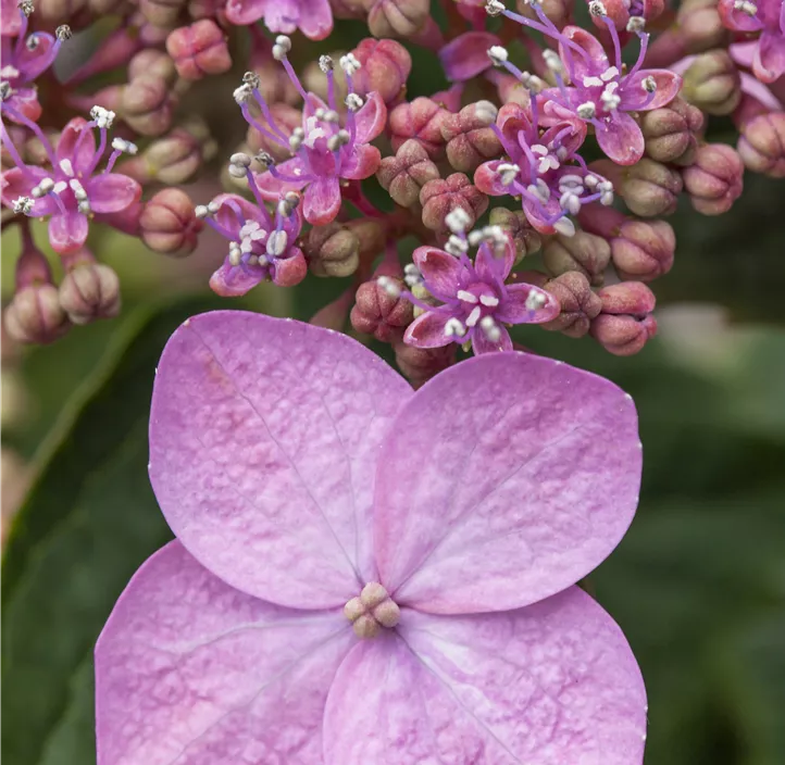 Kleinwüchsige Gartenhortensie 'Koreana'