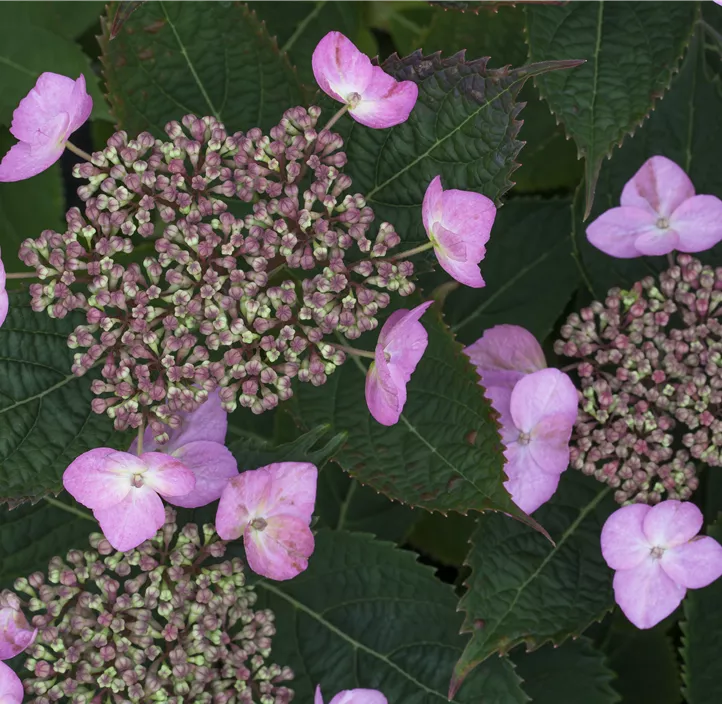 Kleinwüchsige Gartenhortensie 'Koreana'