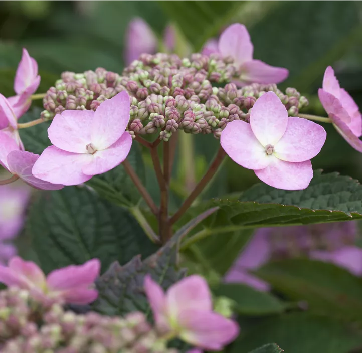 Kleinwüchsige Gartenhortensie 'Koreana'