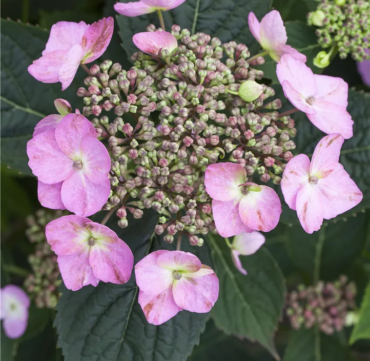 Kleinwüchsige Gartenhortensie 'Koreana'