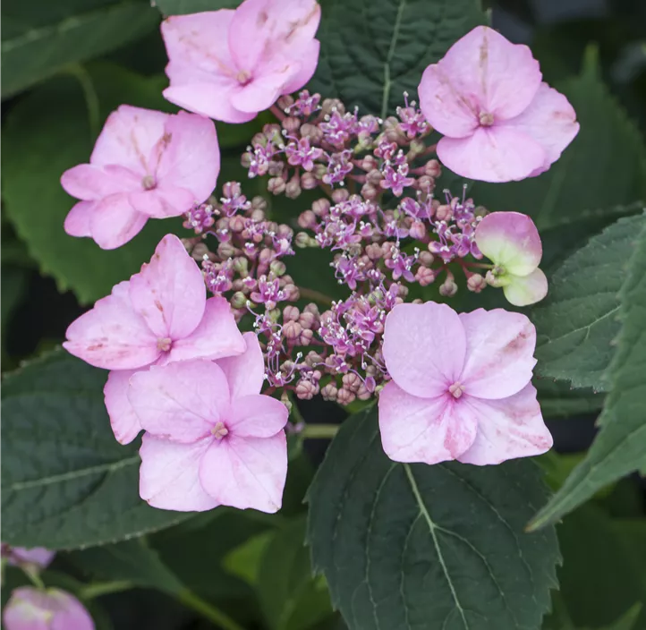 Kleinwüchsige Gartenhortensie 'Koreana'