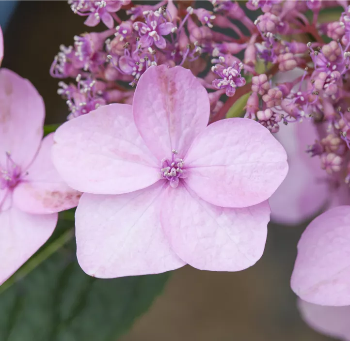 Kleinwüchsige Gartenhortensie 'Koreana'