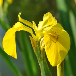 Iris pseudacorus