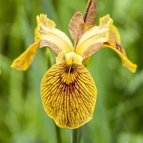 Iris pseudacorus