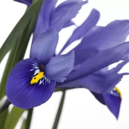 Iris versicolor