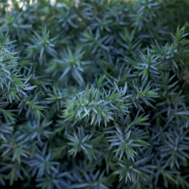 Juniperus chinesis Blue Alps S-Form Bonsai