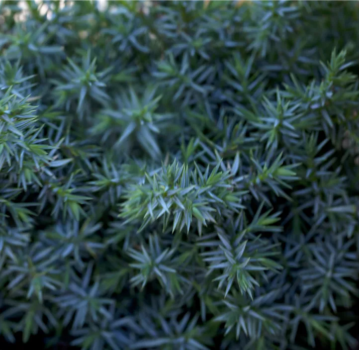 Chinesischer Wacholder 'Blue Alps' S-Form Bonsai