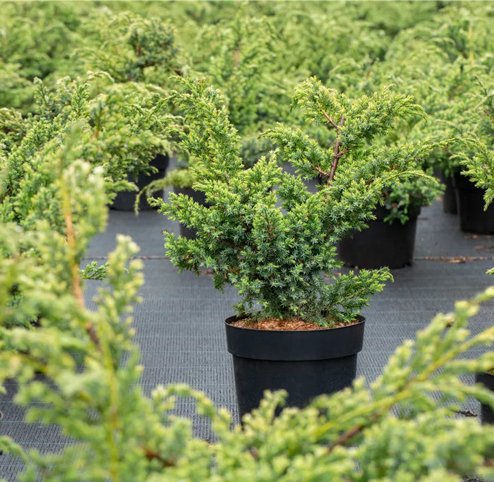 Chinesischer Wacholder 'Blue Alps' S-Form Bonsai