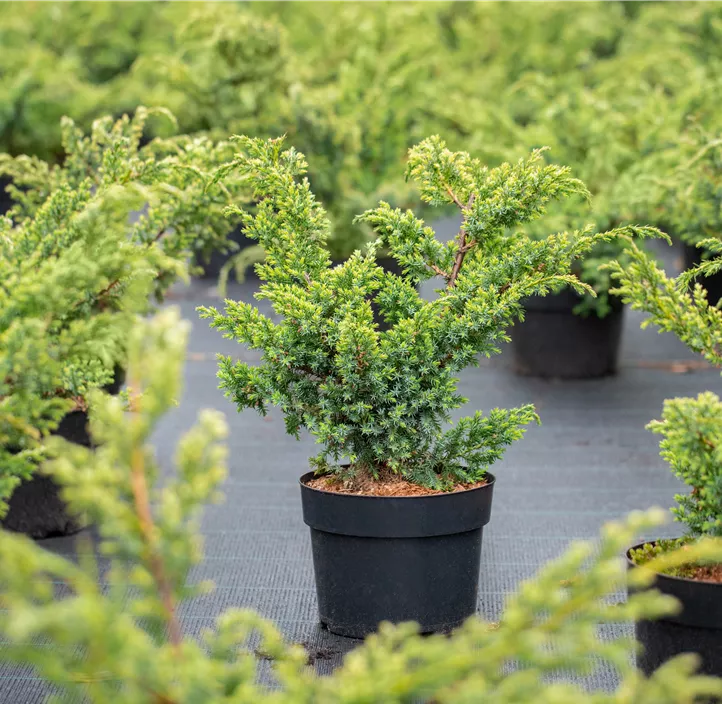 Chinesischer Wacholder 'Blue Alps' S-Form Bonsai