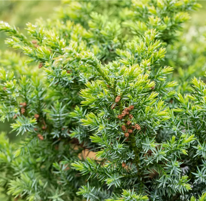 Chinesischer Wacholder 'Blue Alps' S-Form Bonsai